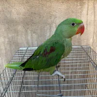 شاه طوطی اسکندر نر  شاه تخم ۴۸ روز