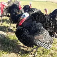 بوقلمون برنز و بوربون|حیوانات مزرعه|کوهدشت, |دیوار