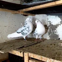 یه جفت پشت سنگی دهنجور