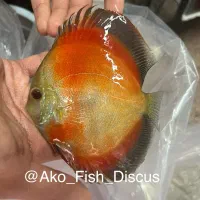 ماهی آکواریوم دیسکس گرید دار