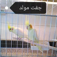 طوطی سانان|پرنده|بوکان, |دیوار