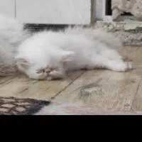 بچه گربه گمشده