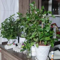 گل  پتوس|گل و گیاه طبیعی|اصفهان, اصفهانک|دیوار