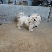 سگ خارجی با نمک|سگ|بروجرد, |دیوار