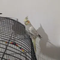 عروس هلندی سخنگو|پرنده|تهران, شهرک رضویه|دیوار