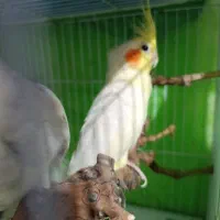 عروس هلندی لوتینو نیمه دستی