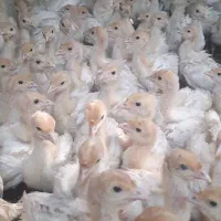 بوقلمون گوشتی