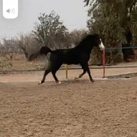 یک راس کره مادیون و یک راس نریون