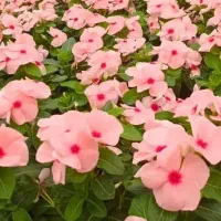 تنظیفات و نظافت و خدمات