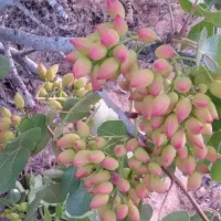 انواع نهال لیبلدار خشکبار|خدمات باغبانی و درختکاری|ساوه, |دیوار