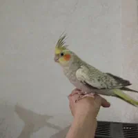 عروس هلندی ماده