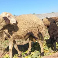 ۸۰۰۰۰|حیوانات مزرعه|گتوند, |دیوار