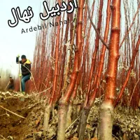 فروش انواع نهال میوه و صنوبر