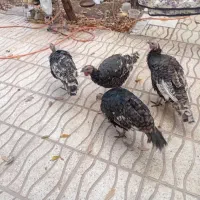 ۴ عدد بوقلمون ارگانیک، واکسن زده