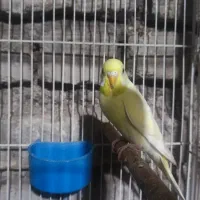 مرغ عشق|پرنده|فردوس (خراسان), |دیوار