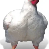 مرغ گوشتی