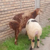 گوسفند چینی بابره نر