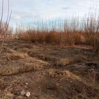 زمین کشاورزی|فروش دفتر صنعتی، کشاورزی، تجاری|انزل, |دیوار