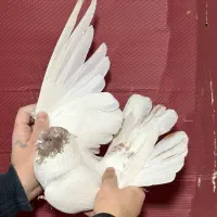 کفتر گرفتنی برج