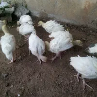 جوجه بیوتی