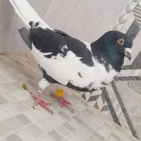 کفتر ابلغ افغانی و جوجه المانی