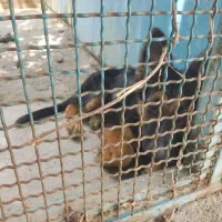 گم شدن سگ|حیوانات|اشتهارد, |دیوار