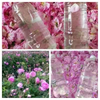 گلاب دو آتیشه خونگی
