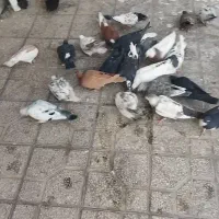 کفتر|پرنده|شیراز, کوشک میدان|دیوار