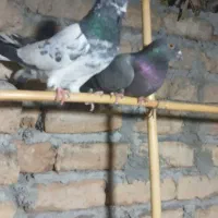 کبوتر پرشی