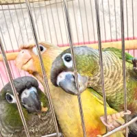 تبریزگرینچیک سه ماهه بهترین سرلاک وسرحالوخوش اخلاق