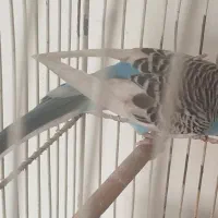 مرغ عشق