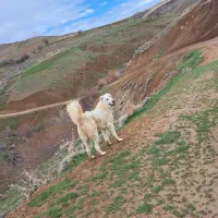 سگ گله|سگ|اراک, |دیوار