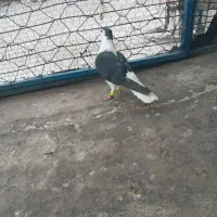 چند عدد کفتر صید|پرنده|شیروان (خراسان), |دیوار