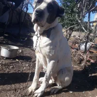 ماده آلابای اصیل.واگذاری|سگ|خان ببین, |دیوار