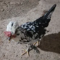 مرغ گلین جوان تازه شروع به تخم گذاری کردن|حیوانات مزرعه|شیراز, شریف‌آباد|دیوار
