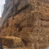 بسته بندی کلش گندم|حیوانات مزرعه|آستارا, |دیوار