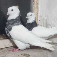 طوقی