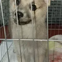 سگ پامر پرتقالی با تمام وسایل