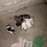 توله سگ خراسانی