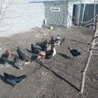 فروش مرغ و خروس