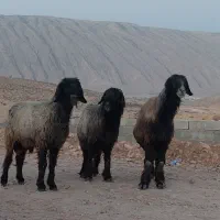 ۴ راس قوچ داشتی جوان درفیروزاباد از،بهترین جنس میش|حیوانات مزرعه|شیراز, احمدآباد|دیوار