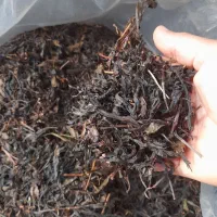 چای خشک خوش عطروطعم