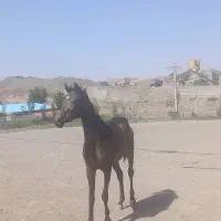 اسب مادیان