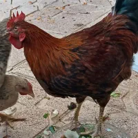 خروس جوان