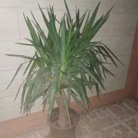 گل یوکا|گل و گیاه طبیعی|لاهیجان, رجایی|دیوار