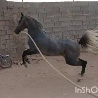 فروش کره مادیون