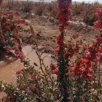 فروش-زمین-کشاورزی-بجد-مزرعه-آفتاب