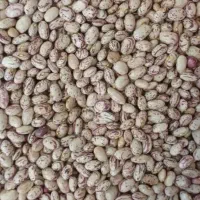 لوبیا چیتی درجه یک فقط عمده