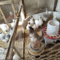 تخم مرغ ابریشمی