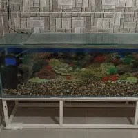 آکواریوم بزرگ همراه ماهی و اکسیژن|ماهی|دهگلان, |دیوار